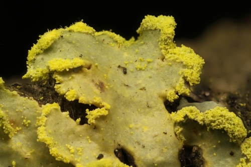Powdered Sunshine Lichen