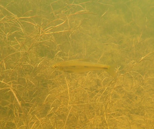 Threespot Barb