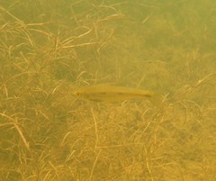 Enteromius trimaculatus