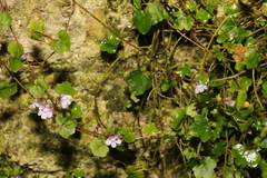 Cymbalaria muralis