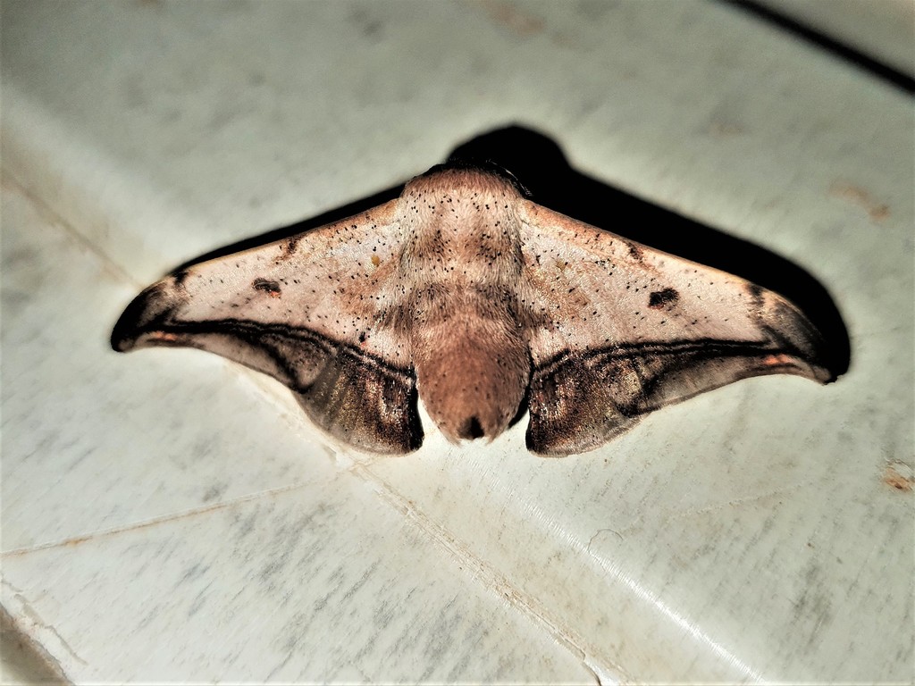 Gonogramma fogia