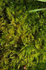 Calliergonella cuspidata