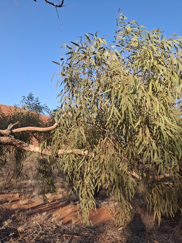 Desert Bloodwood (Corymbia opaca)