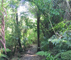 Hedycarya arborea