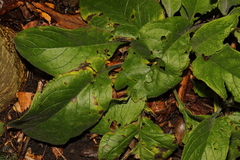 Digitalis purpurea