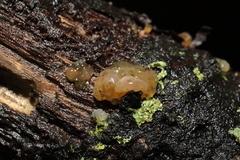 Myxarium nucleatum
