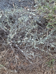 Bonamia erecta (Bonamia erecta)