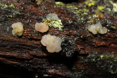 Myxarium nucleatum