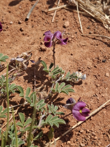 Hoary Darling Pea (Swainsona flavicarinata)