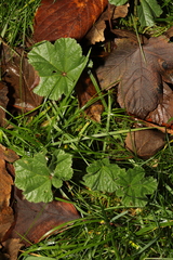 Malva sylvestris