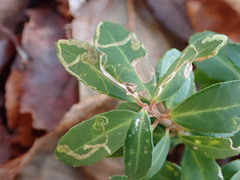 Phytomyza glabricola