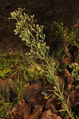 Erigeron canadensis
