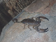 Hadogenes troglodytes