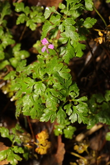 Geranium robertianum