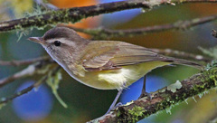 Brown-Capped Vireo photo 2
