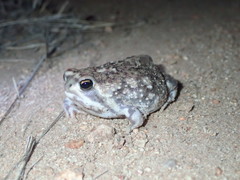 Breviceps adspersus