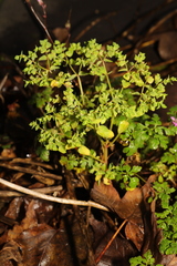 Euphorbia peplus
