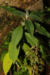 Buddleja davidii