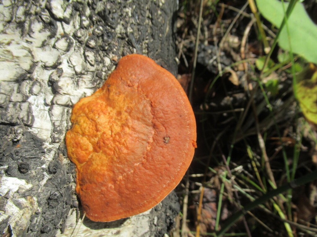Trametes cinnabarina · September 2025 · photo: © smsergey (iNaturalist, cc-by-nc)