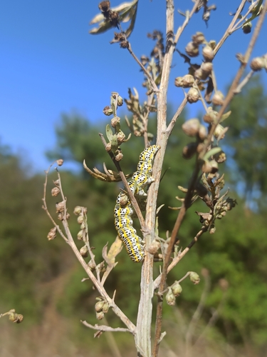 Cucullia tanaceti