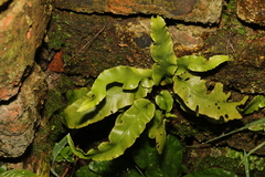 Asplenium scolopendrium