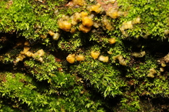 Tortula muralis