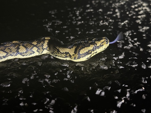 Jungle Carpet Python sighting