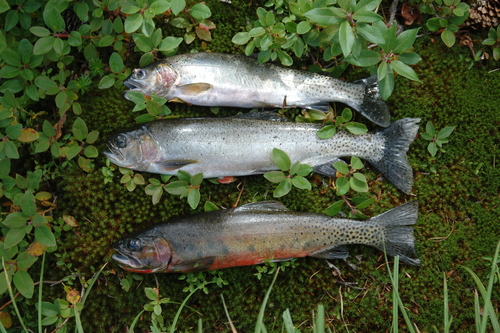 Westslope Cutthroat Trout (Oncorhynchus lewisi), a species recorded in Washington