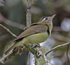 Brown-Capped Vireo photo 4