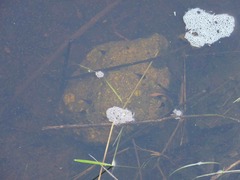 Pseudacris hypochondriaca