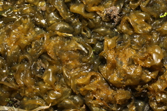 Nostoc commune