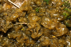 Nostoc commune