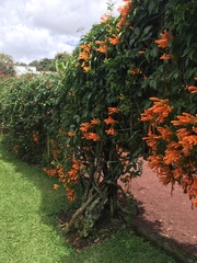 Pyrostegia