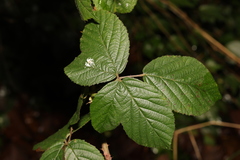 Rubus tuberculatus