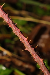 Rubus tuberculatus