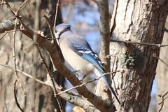 Cyanocitta cristata bromia