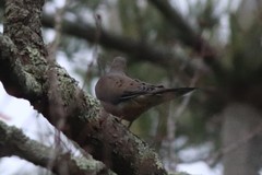 Zenaida macroura carolinensis