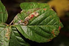 Stigmella aurella