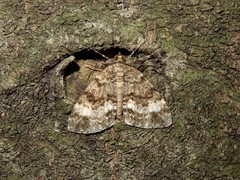 Pseudocoremia indistincta