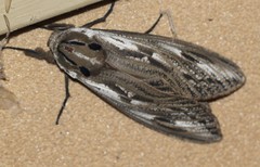 Endoxyla mackeri
