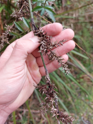 tall sword-sedge (Lepidosperma elatius)