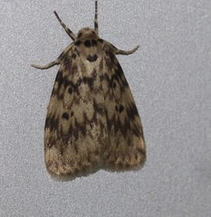 Hectobrocha subnigra