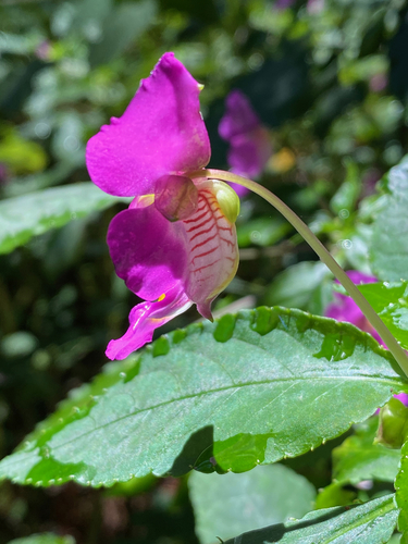 Impatiens bisaccata