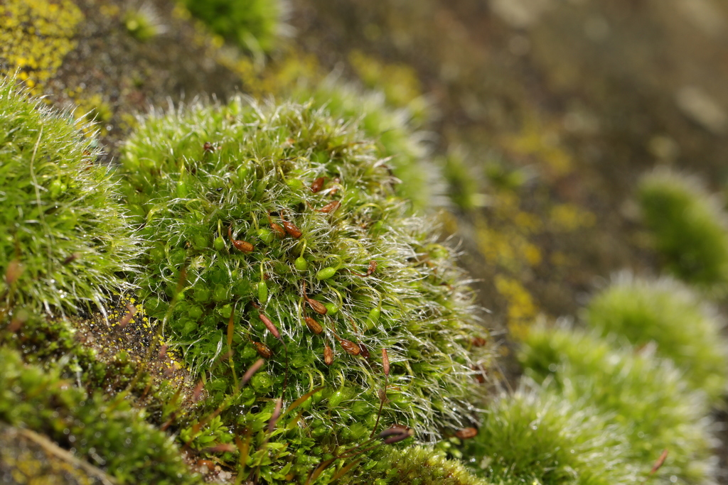 Grey-cushioned Grimmia from Runcorn Cemetery, Langdale Road, Runcorn ...