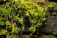 Sagina procumbens
