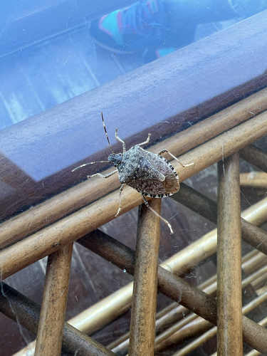 Brown Marmorated Stink Bug
