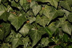 Hedera helix