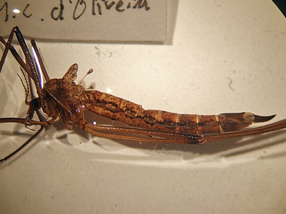 Tipula virgatula