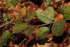Rubus