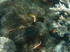 Amphiprion sandaracinos